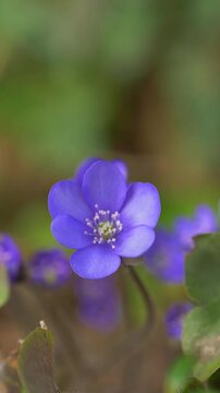 Bl&uuml;hende Leberbl&uuml;mchen (Hepatica nobilis) im Wald,  Bayern, Deutschland, Europa
