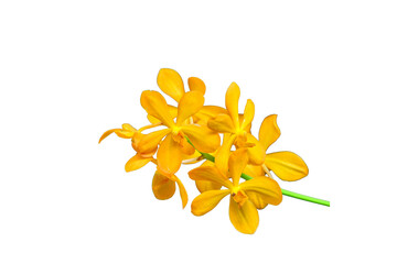 yellow flower on white background