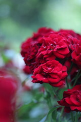 red rose close up