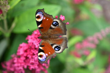Motyl na budlei