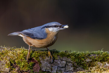 Kleiber (Sitta europaea)