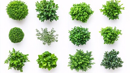 Exquisite Array of Decorative Green Shrubs Captured from Above