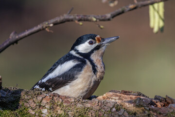 Buntspecht (Dendrocopos major) Weibchen