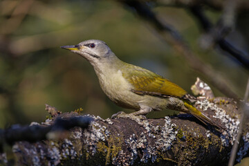 Grauspecht (Picus canus) Weibchen