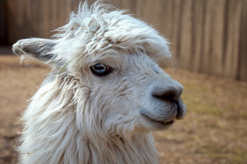 Portrait of a white alpaca (Vicugna pacos) . Close-up of a suri alpaca head.