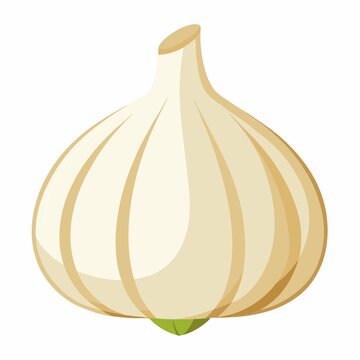A cartoon drawing of a whole garlic bulb with a white and tan color scheme on white background