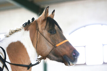 Poortrait of a young dressage horse during bitless training at rural equitation centre