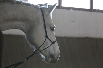 Poortrait of a young dressage horse during bitless training at rural equitation centre