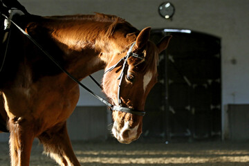 Poortrait of a young dressage horse during bitless training at rural equitation centre