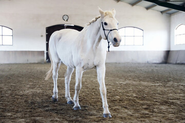 Poortrait of a young dressage horse during bitless training at rural equitation centre