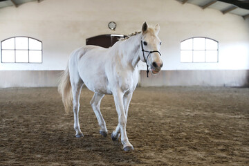 Poortrait of a young dressage horse during bitless training at rural equitation centre