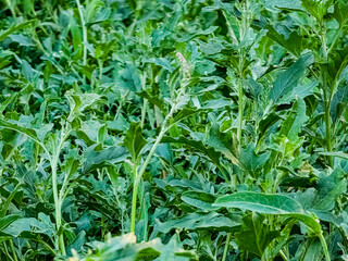 Close-up of a chenopodium in bloom with lush green leaves.