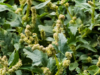 Chenopodium is a genus of subshrubs in family Amaranthaceae. Selective focus. Close-up.