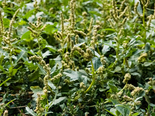 Chenopodium is a genus of subshrubs in family Amaranthaceae. Selective focus.
