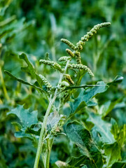 Chenopodium is a genus of subshrubs in the family Amaranthaceae. Selective focus. Close-up. Vertical