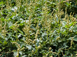Chenopodium is a genus of subshrubs in the family Amaranthaceae. Selective focus.