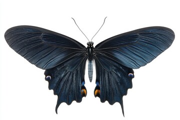 Dark blue flying butterfly on white background