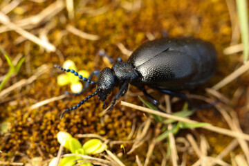 black Meloe proscarabaeus, a European oil beetle on the grass in nature. macro. close-up