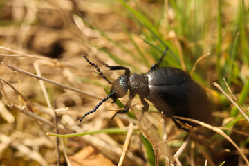 black Meloe proscarabaeus, a European oil beetle on the grass in nature. macro. close-up