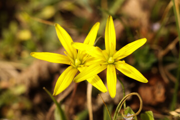 Obraz premium Gagea lutea, known as the yellow star-of-Bethlehem, yellow spring flower
