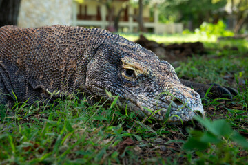 Komodo or Varanus komodoensis is an animal endemic to Indonesia..