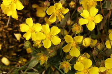 Obraz premium Potentilla pusilla, the spring cinquefoil or spotted cinquefoil, close up photo Shallow depth of field.