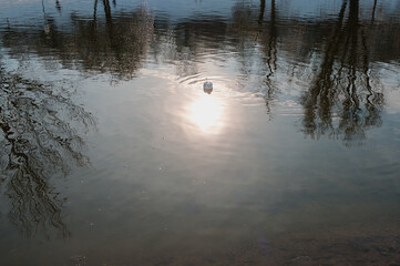 Sea gull swimming in the light part of the pond and reflections of trees