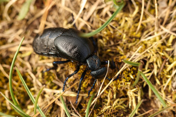 black Meloe proscarabaeus, a European oil beetle on the grass in nature. macro. close-up
