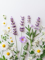 Flat lay of blooming lavender and daisy flowers arranged on white background for spring and Easter season