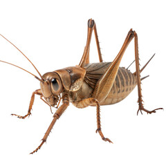 Giant Weta AI Generated Image