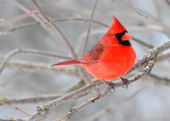 A cardinal in the garden, Sainte-Apolline, Québec, Canada