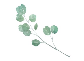 ユーカリのイラスト