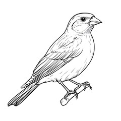 A detailed line drawing illustration of a small bird perched on a branch showing intricate feather detail and fine lines.