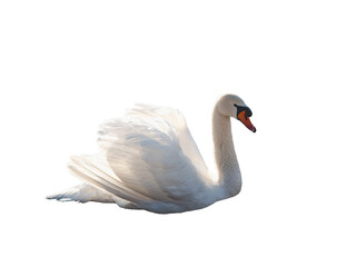 Side view of a white swan isolated png transparent