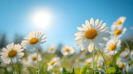 Vibrant white daisies bask in the bright summer sun showcasing their delicate petals against a clear blue sky in a sunny field.
