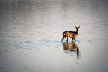 Wild and Free Deer wading through a swamp and looks directly in camera at delta of river Soa - Isonzo in Italy