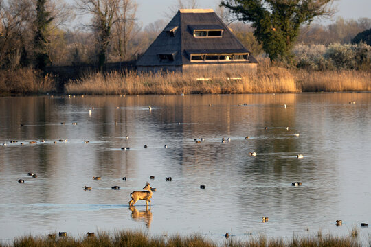 Isola della Cona Wildlife reserve in Spring Morning