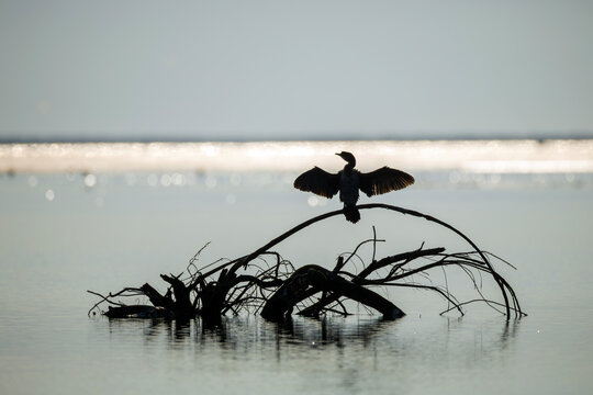 Wild cormorant perches on a dead tree branch, wings spread wide in the golden backlight over the sea at Isola della Cona