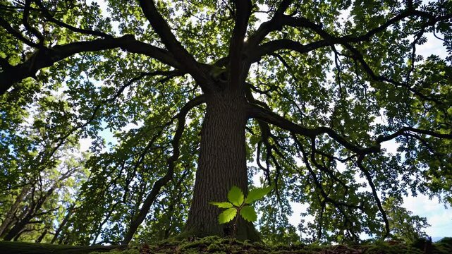 Majestic oak tree canopy transformation from sapling to splendor