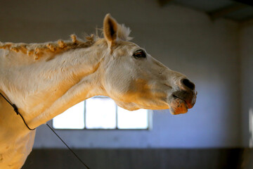 Beautiful gray horse portrait without harness. Close-up of a white horse on training