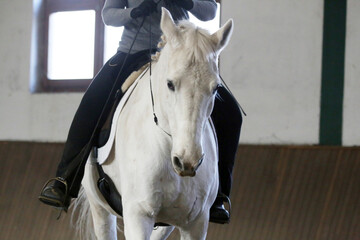 Beautiful gray horse portrait without harness. Close-up of a white horse on training