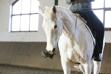 Beautiful gray horse portrait without harness. Close-up of a white horse on training