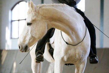 Beautiful gray horse portrait without harness. Close-up of a white horse on training