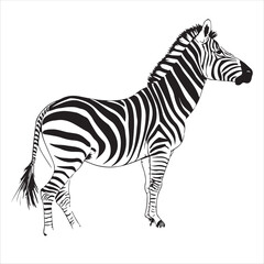 Zebra Vector 