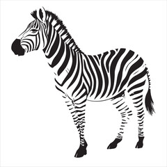 Zebra Vector 