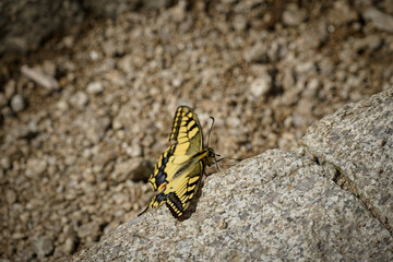 Common yellow swallowtail (Papilio machaon) butterfly sitting on a big stone in a summer day, close up