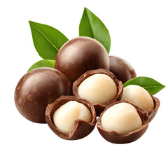 Fresh Macadamia Nuts with Leaves