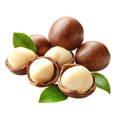 Fresh Macadamia Nuts with Leaves