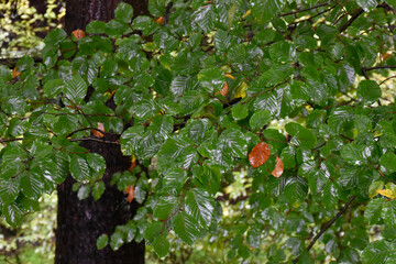 Autumn forest after rain. Lush foliage, wet green and gold leaves on big tree, scenic view.