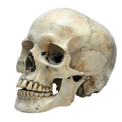 Obraz premium Human skull 